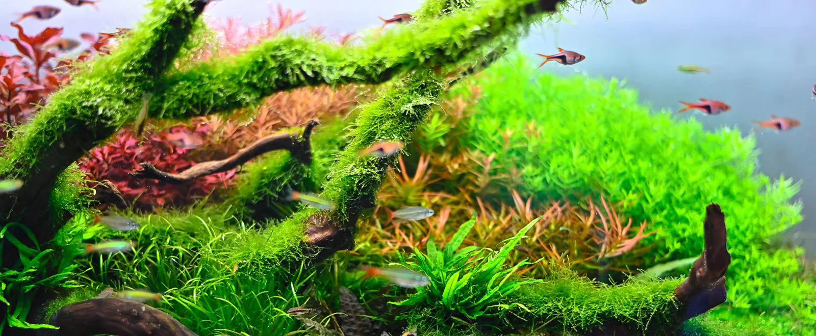 Elevate Your Underwater World